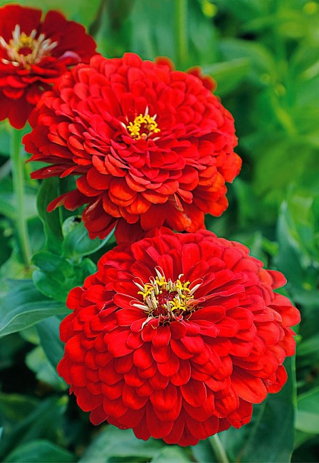 Цинния Алое пламя 0,5 гр