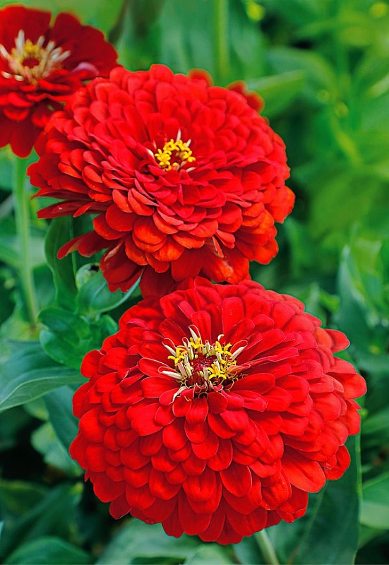 Цинния Алое пламя 0,5 гр