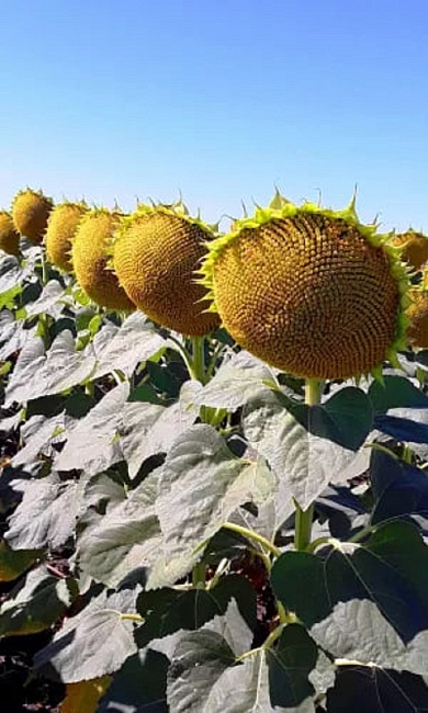 Подсолнечник Сахарный гигант (УД) 5 гр цв.п.