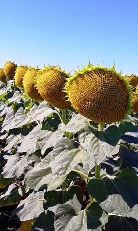 Подсолнечник Сахарный гигант (УД) 5 гр цв.п.