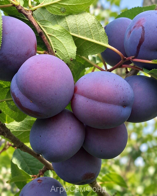 Слива Кромань (Prunus domestica) 