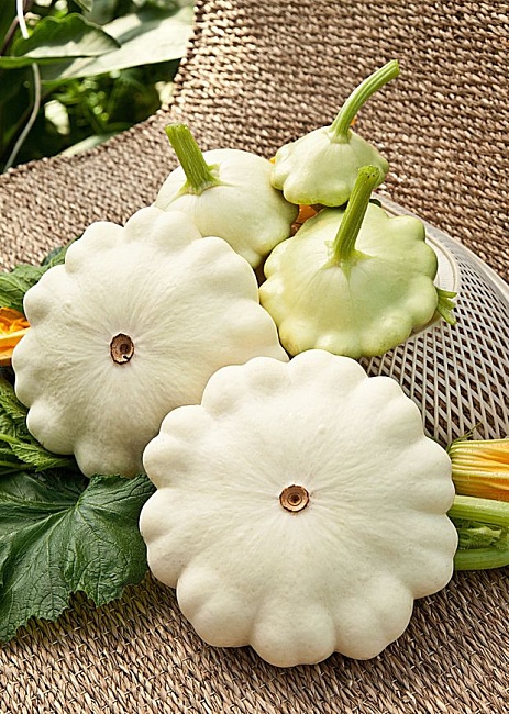 Патиссон Зонтик 2 гр б.п