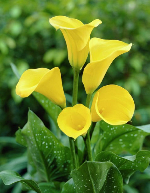 Калла Флорекс Голд 