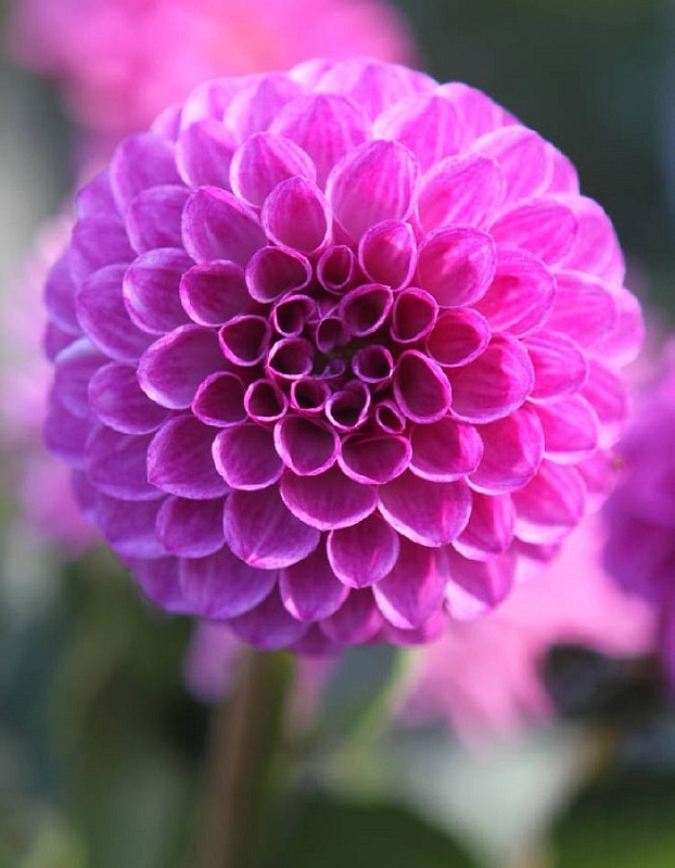 Георгина Робан Регал 1шт 