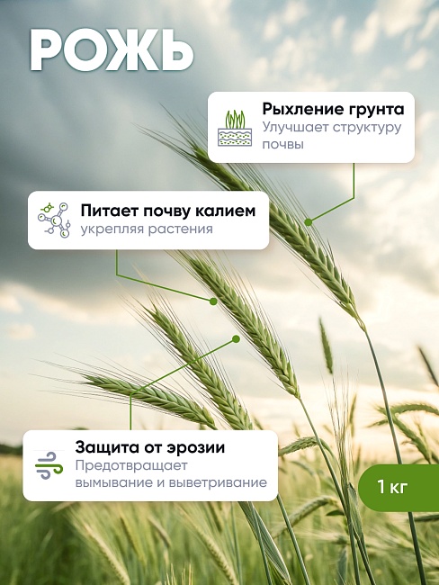 Рожь 1 кг.