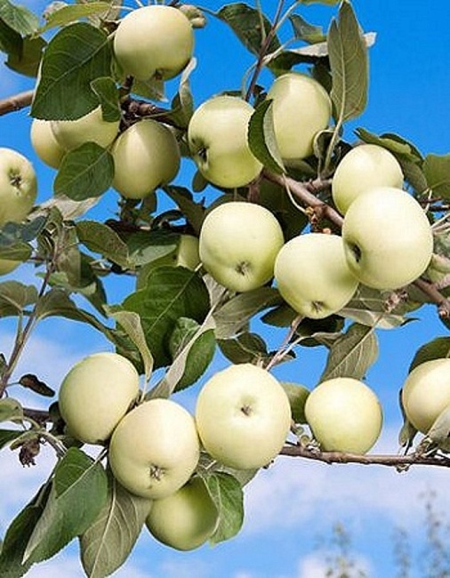 Яблоня Белый налив 