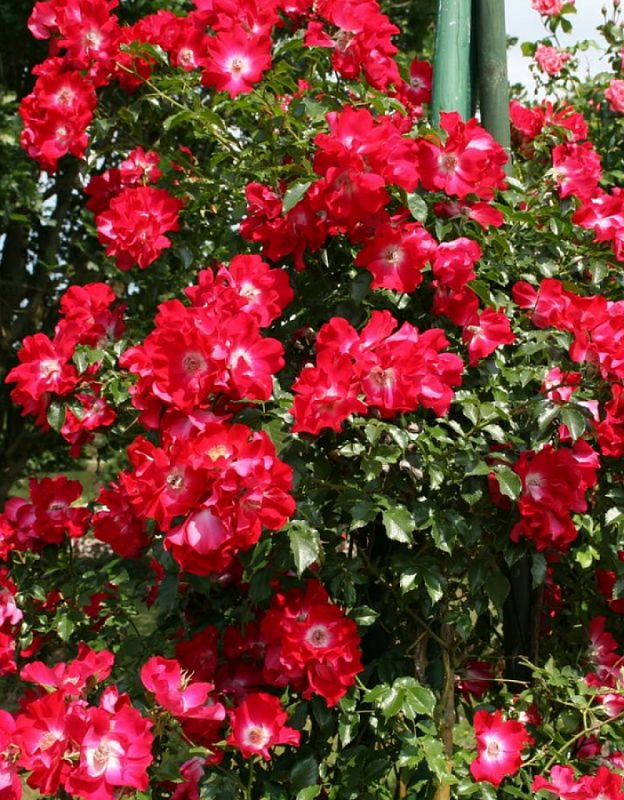 Роза плетистая Дортмунд