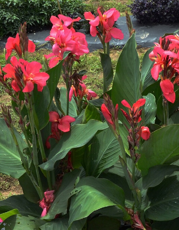 Канна Эмпайр 1 шт.