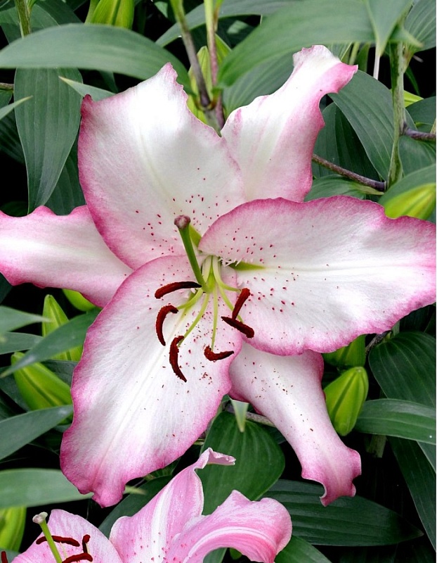 Лилия Бразилия 