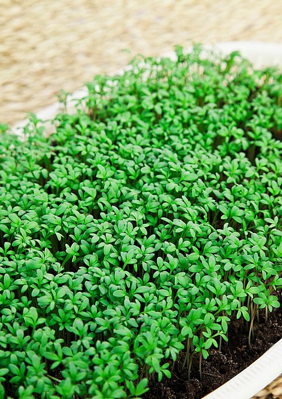 Кресс-салат Данский 1 гр  цв.п.