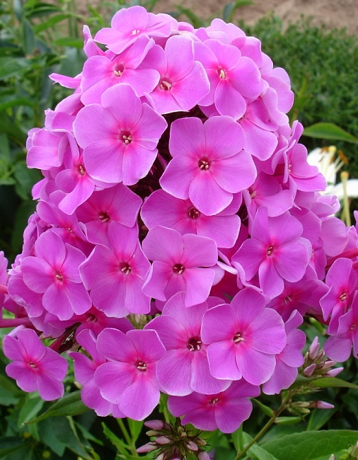 Флокс Рижнструм 