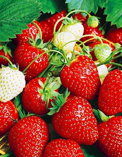 Земляника садовая Ламбада 