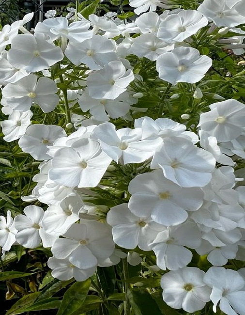 Флокс Белый