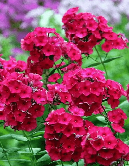 Флокс Тенор 