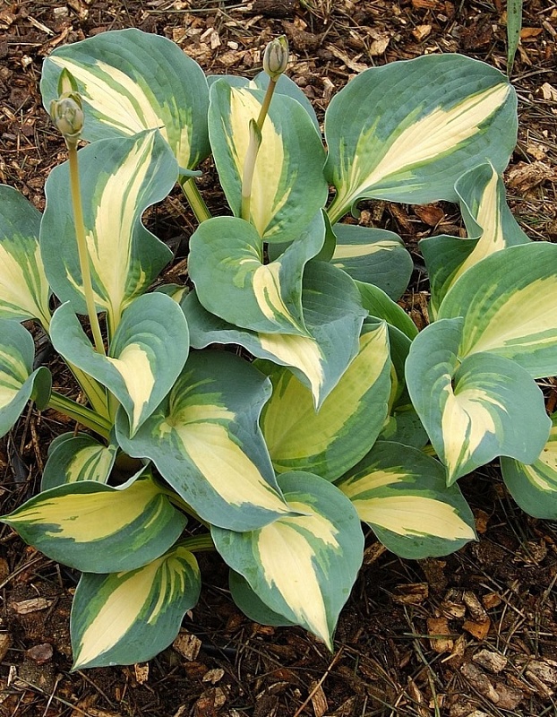 Хоста Дрим Квин