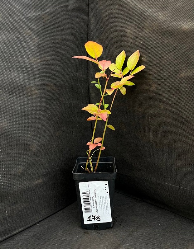 Голубика высокорослая Бонифаций 1 шт 