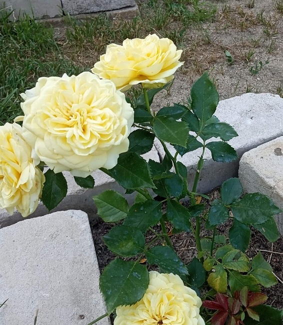 Роза английская Порт Санлайт 1 шт