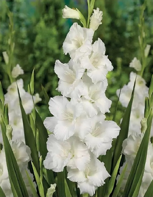 Гладиолус Вайт Просперити 