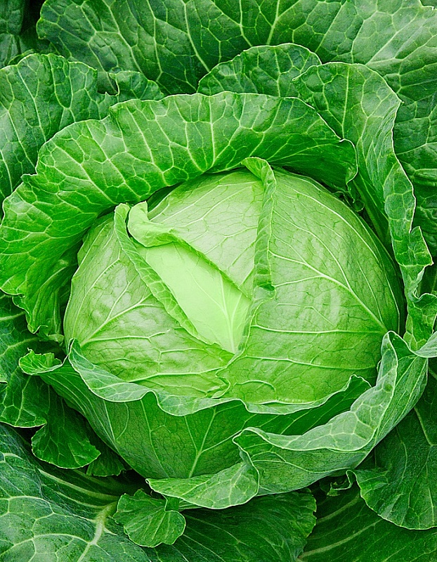 Капуста белокочанная Слава 1305 1 гр цв.п.