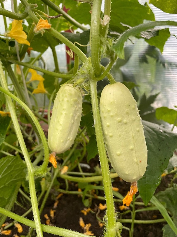 Огурец Белый Сахар F1 (УД) 12 шт цв.п