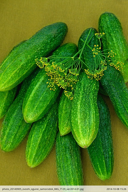 Огурец Самородок 0,25 гр цв.п.