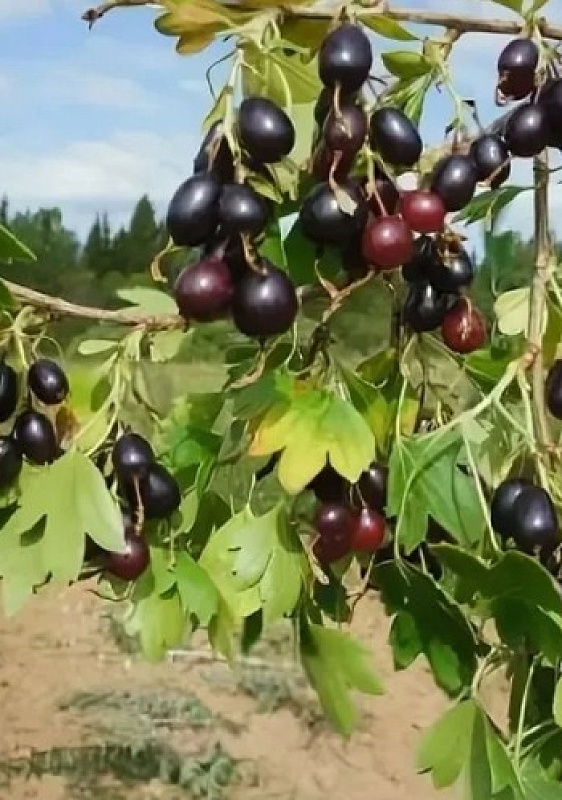 Смородина золотистая Валентина 