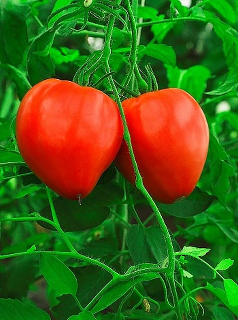 Томат Вельможа 0,05 гр цв.п