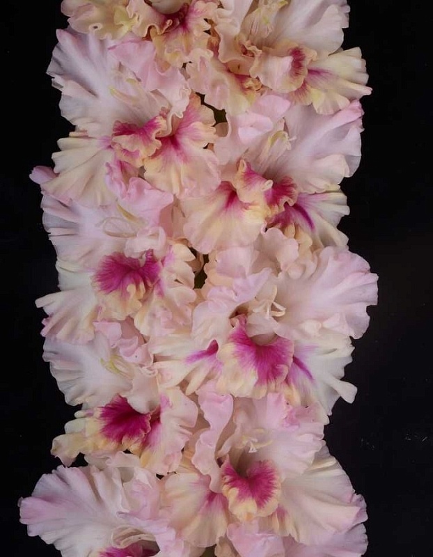 Гладиолус Прекрасное Далеко 1 уп. (3 шт.)