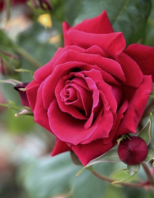 Роза чайно-гибридная Амалия 1 шт