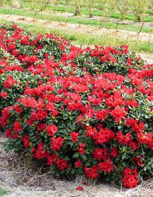 Рододендрон Долоросо 1 шт Р9