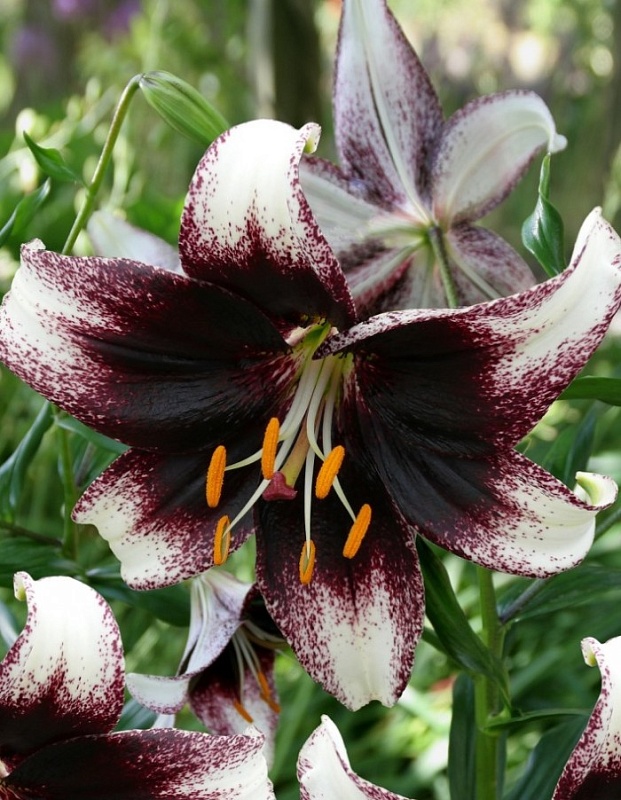 Лилия Страчателла Ивент 