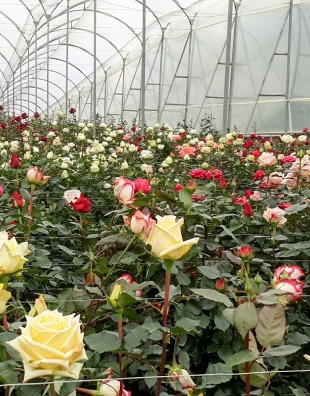 Розы чайно-гибридные в ассортименте 