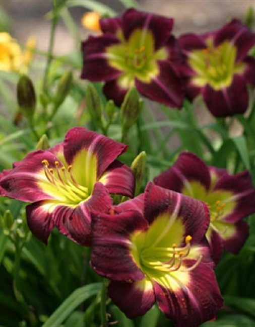 Лилейник Найт Бекон