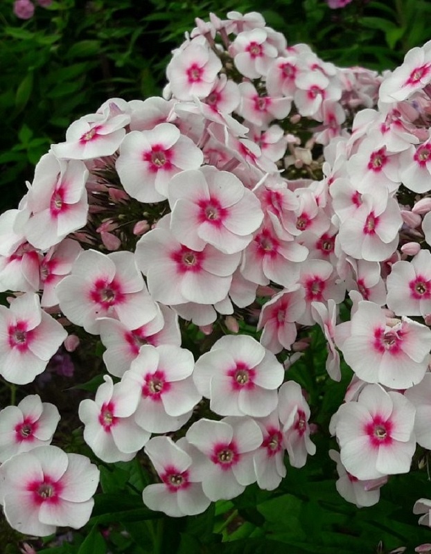 Флокс Юник Тренди 