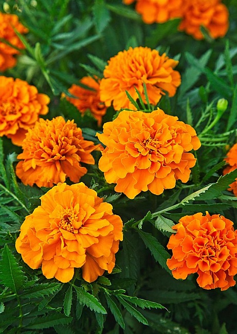 Бархатцы отклоненные махровые Мандарин 0,5 гр