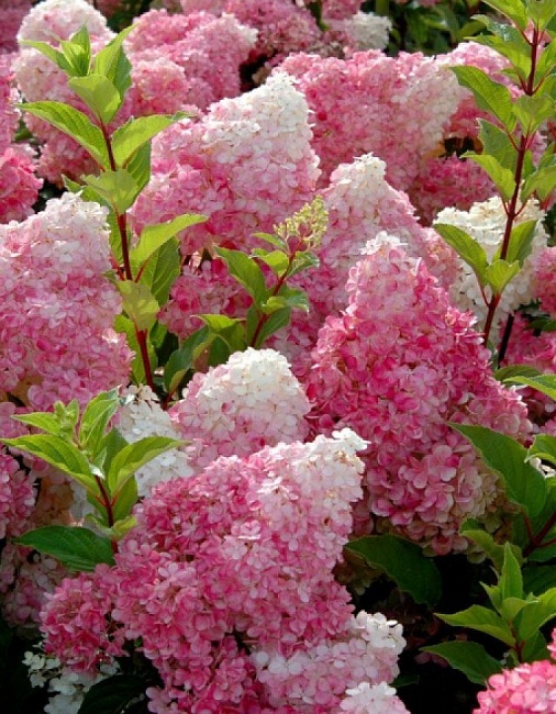 Гортензия метельчатая Ванилла фрайз 