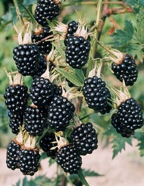 Ежевика бесшипая Торнфри 