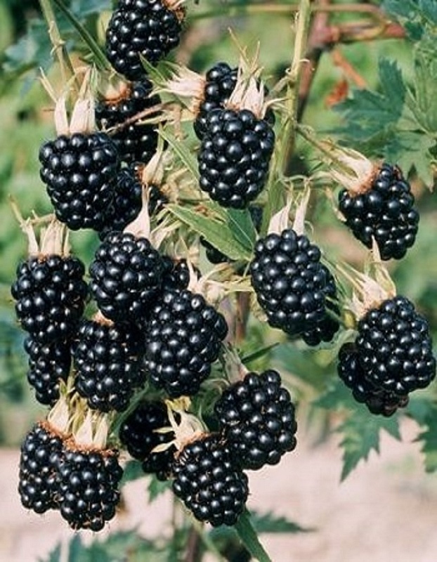 Ежевика бесшипая Торнфри 