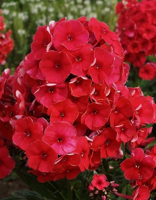 Флокс Джулиглут