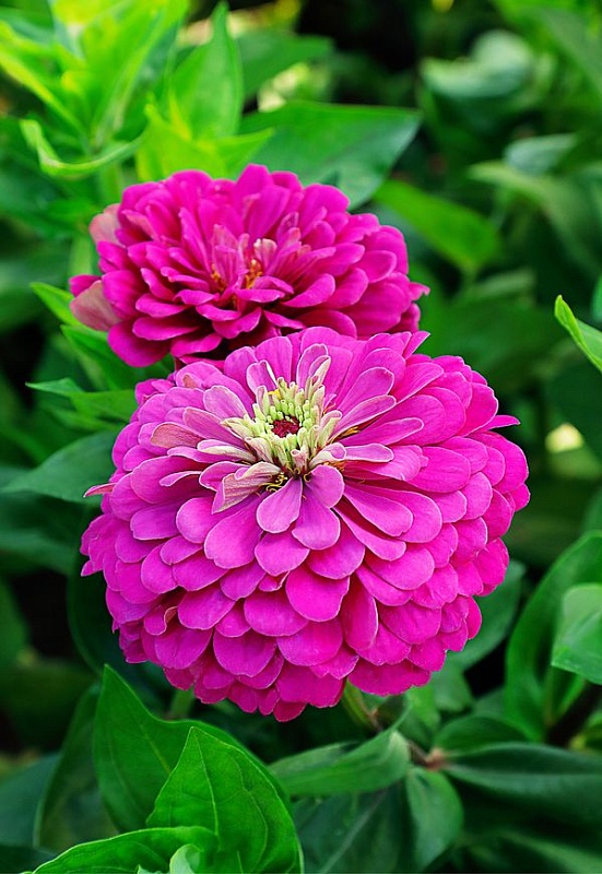 Цинния георгиноцветковая Пурпурный принц 0,5 гр