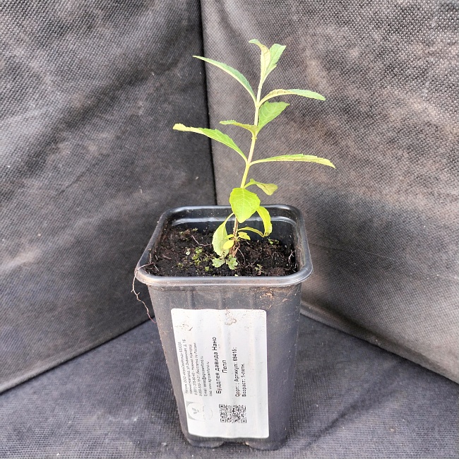 Буддлея Давида Нано Пепл 1 шт Р9