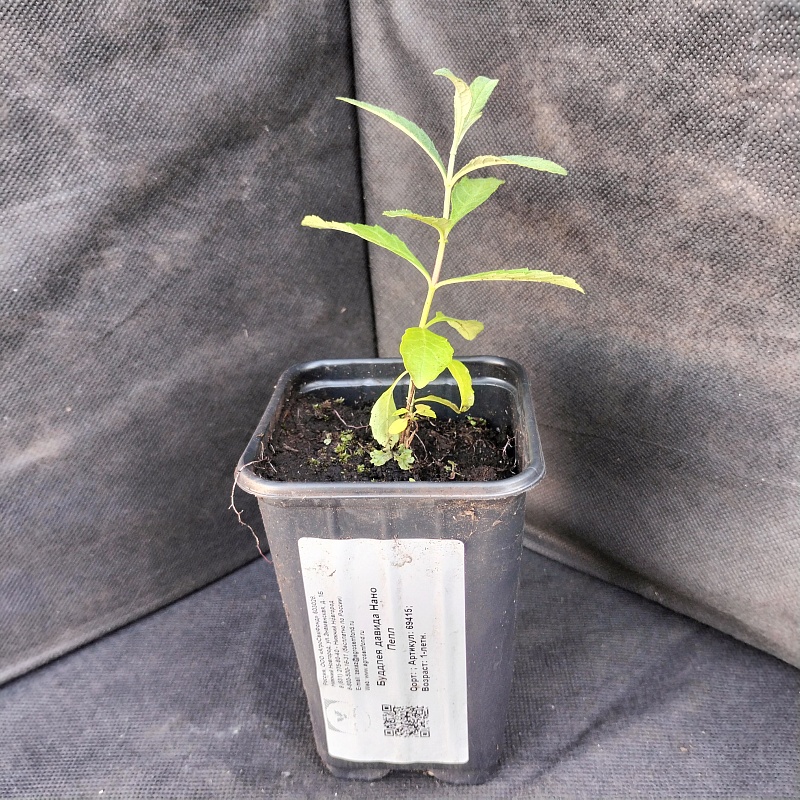 Буддлея Давида Нано Пепл 1 шт Р9