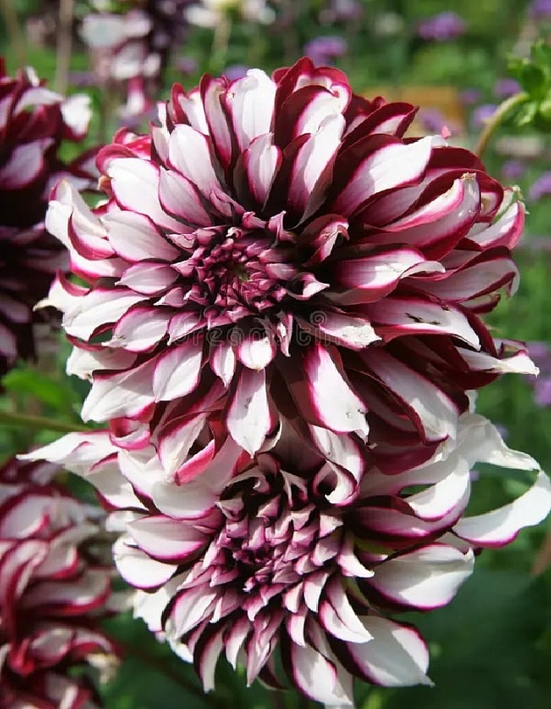 Георгина Шотландка 1 шт XXL