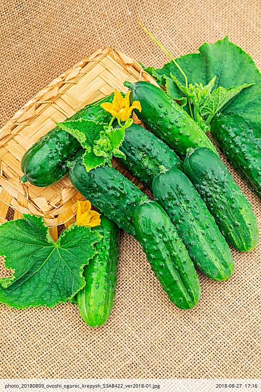 Огурец Крепыш 0,25 цв.п.