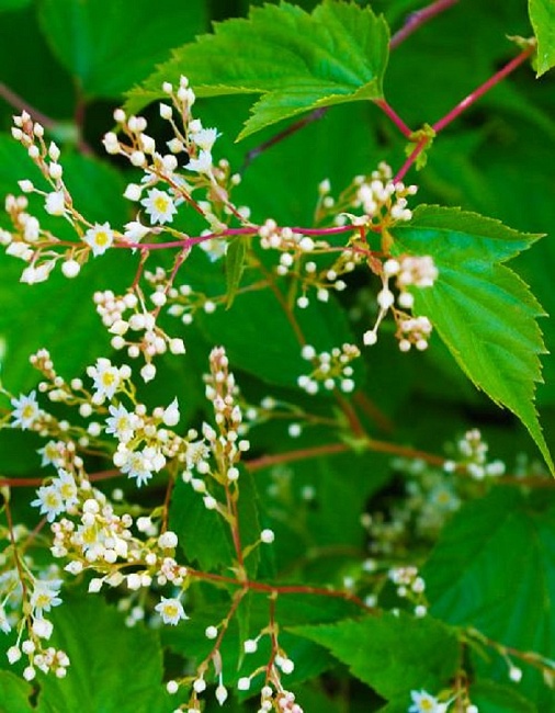 Стефанандра Танаки 1 шт Р9