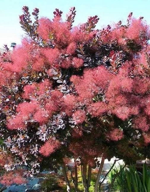 Скумпия Грейс 1 шт Р9