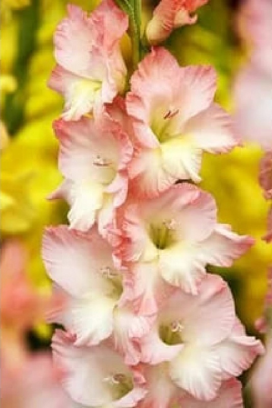 Гладиолус Кэрлесс уп. (3 шт.)