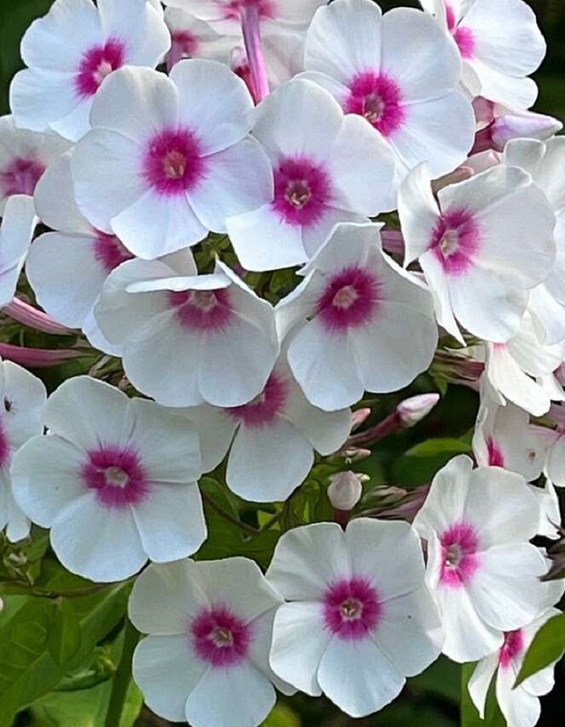 Флокс Граф Цеппелин 