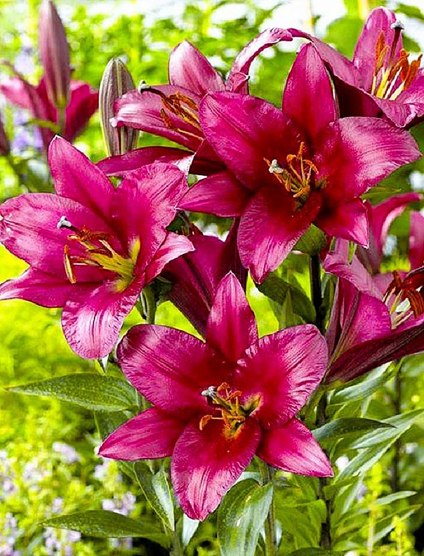 Лилия Пурпл Принц 