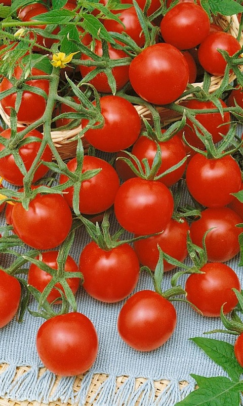 Томат Русский Деликатес - черри (УД) 20 шт цв.п